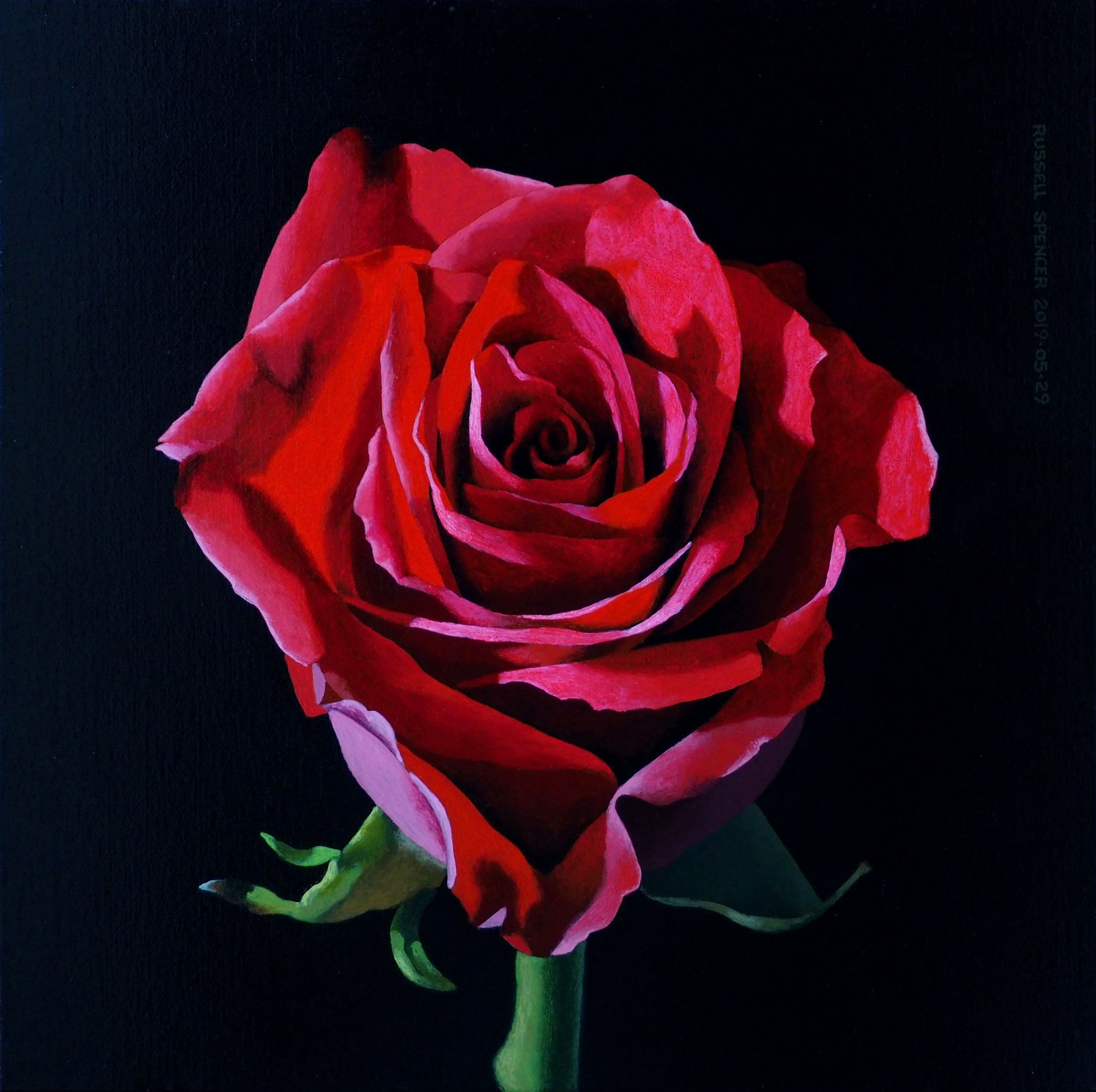 Red Rose by artist Russell Spencer (Large)